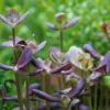 Bacopa Salzmanni Purple nascapers.es