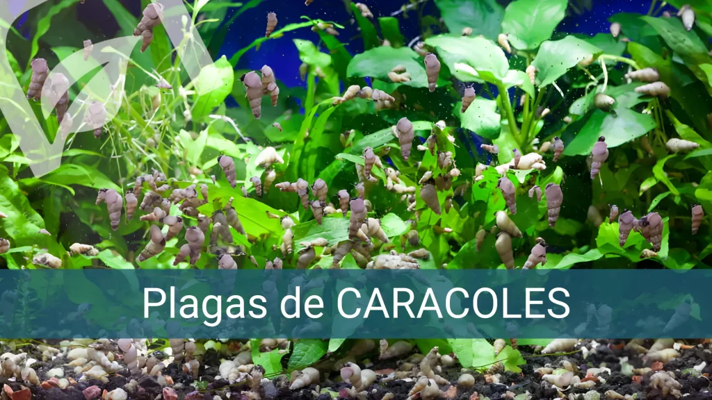 Plagas de caracoles en el acuario y cómo eliminarlas para siempre.