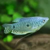 Gourami Azul | Trichopodus trichopterus