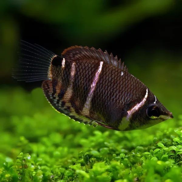 Gourami Chocolate