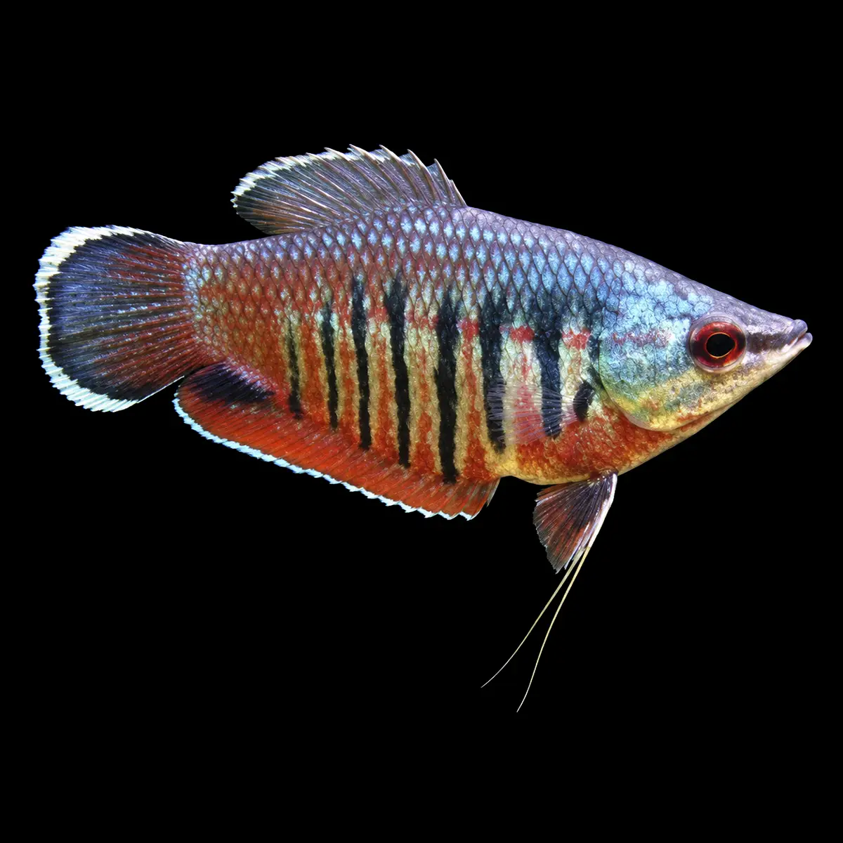 Gourami Samurai | Sphaerichthys vaillanti nascapers.es