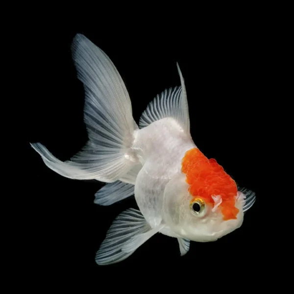 Oranda Boina Roja