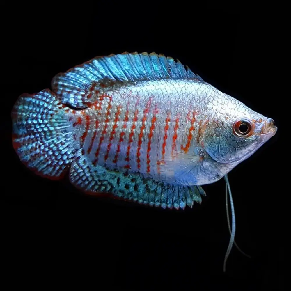 Colisa & Gourami