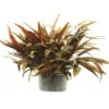 cryptocoryne affinis