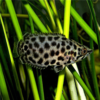 Gourami Leopardo | Ctenopoma acutirostre