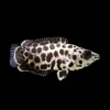 Gourami Leopardo nascapers.es