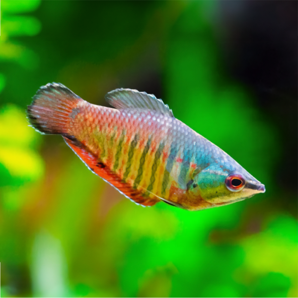 Gourami Samurai | Sphaerichthys vaillanti