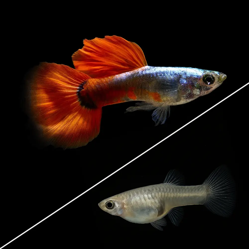 Guppy Dumbo Red Saphire | Lebistes reticulatus PAREJA