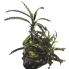 Bucephalandra nadsaw red