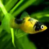 Platy Coral Abeja