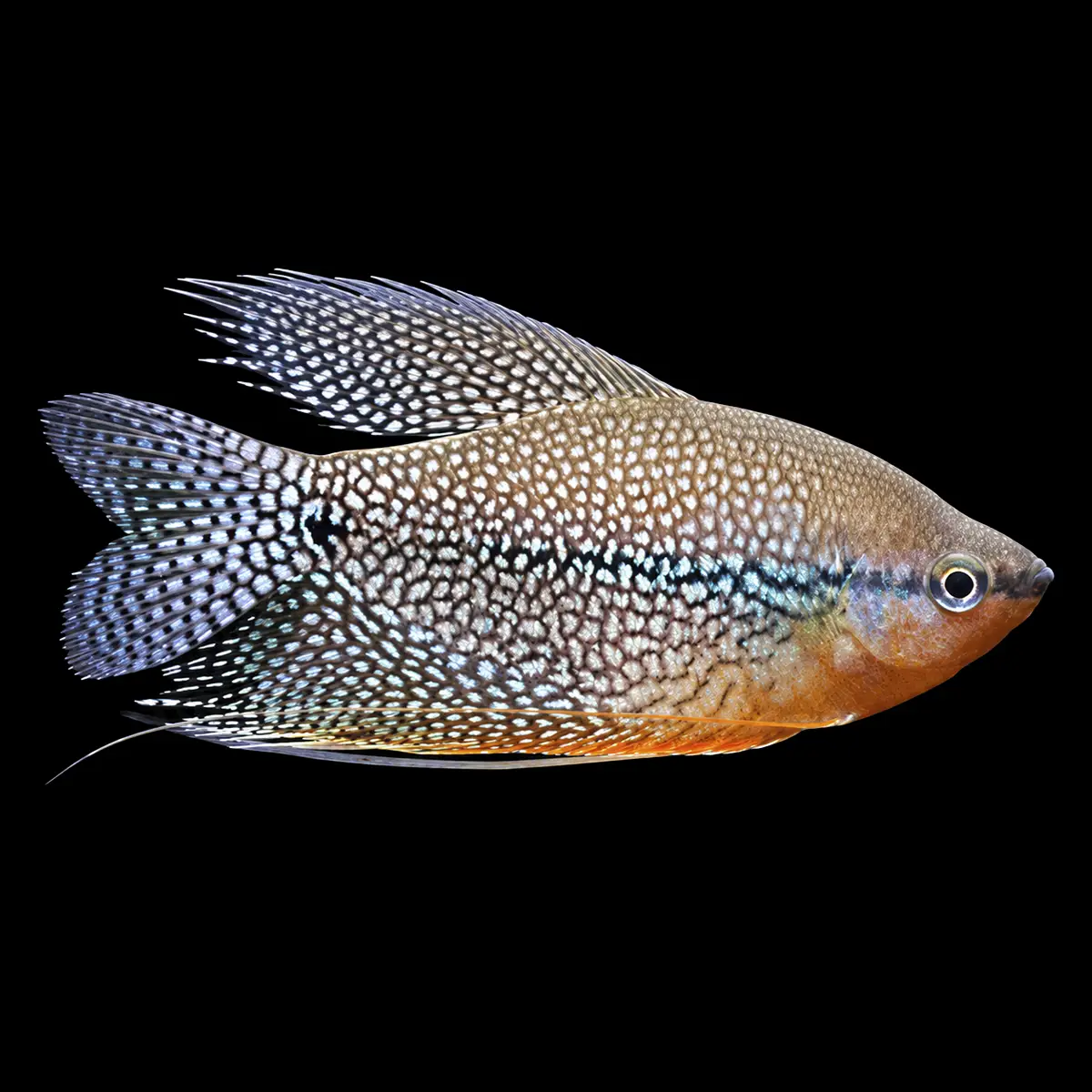 Gourami Perla | Trichogaster leeri
