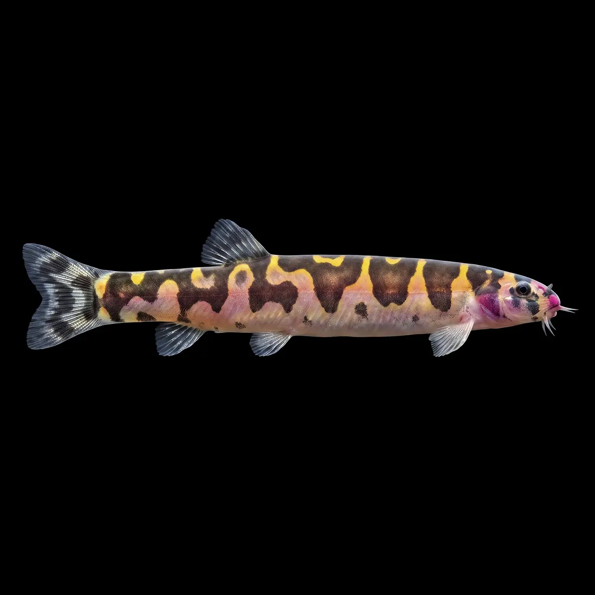 Kuhlii Negro Bandado | Acanthopthalmus myersi nascapers.es