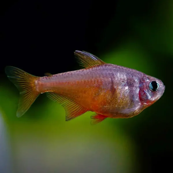 Tetra Flameus Diamante