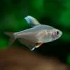 tetra rosado bentosi