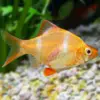 Tetrazona Barbo Tigre Albino