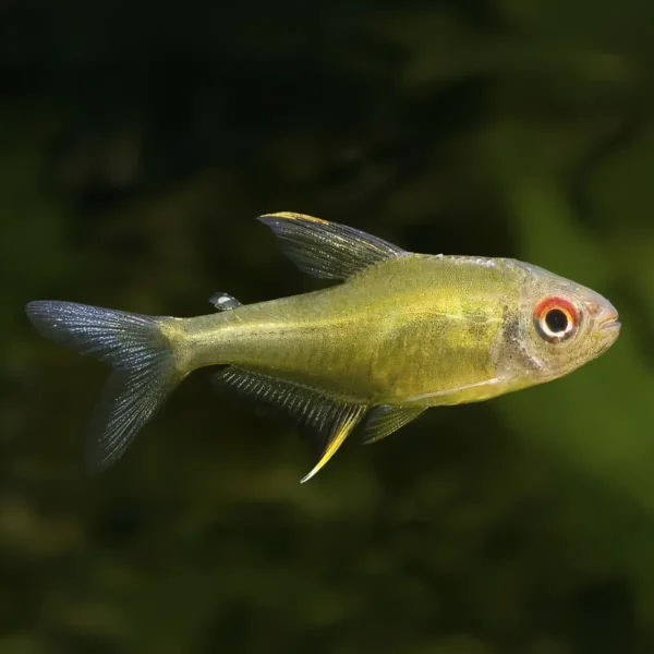 Tetra limón