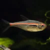 Tetra linea roja