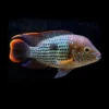 AEQUIDENS RIVULATUS