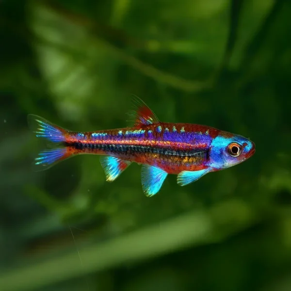 Barbo Arcoiris