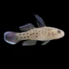 Gobio Caballero | Stigmatogobius sadanundio nascapers.es