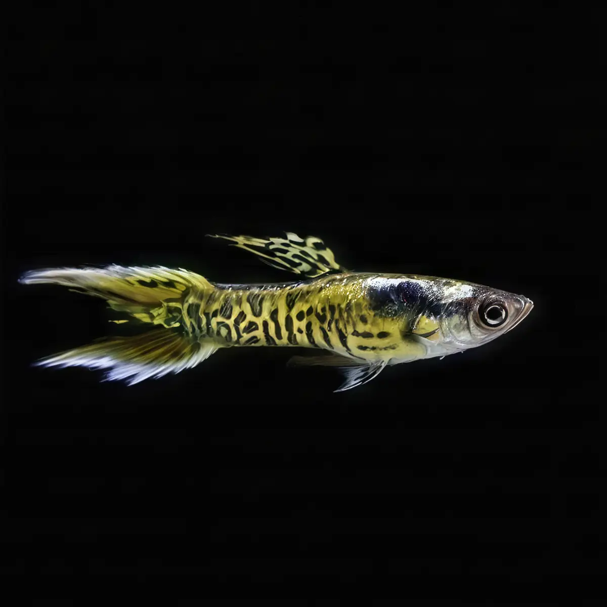Guppy Macho Endler Tiger | Poecilia Wingei nascapers.es