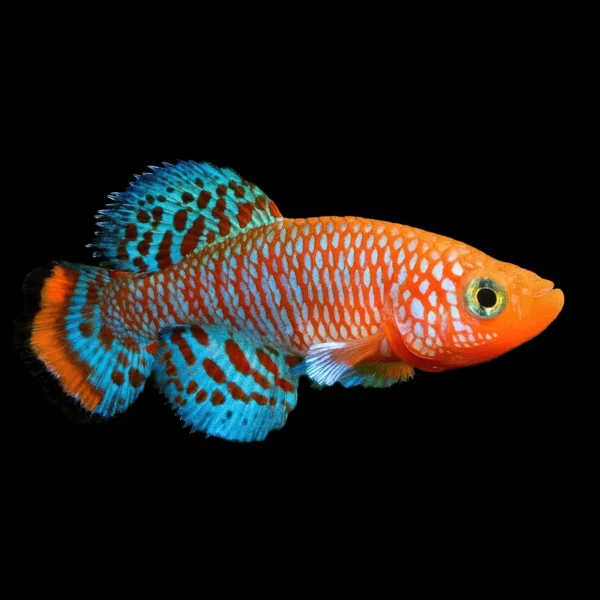 PECES