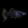 Molly Lyra Negro | Poecilia sphenops nascapers.es