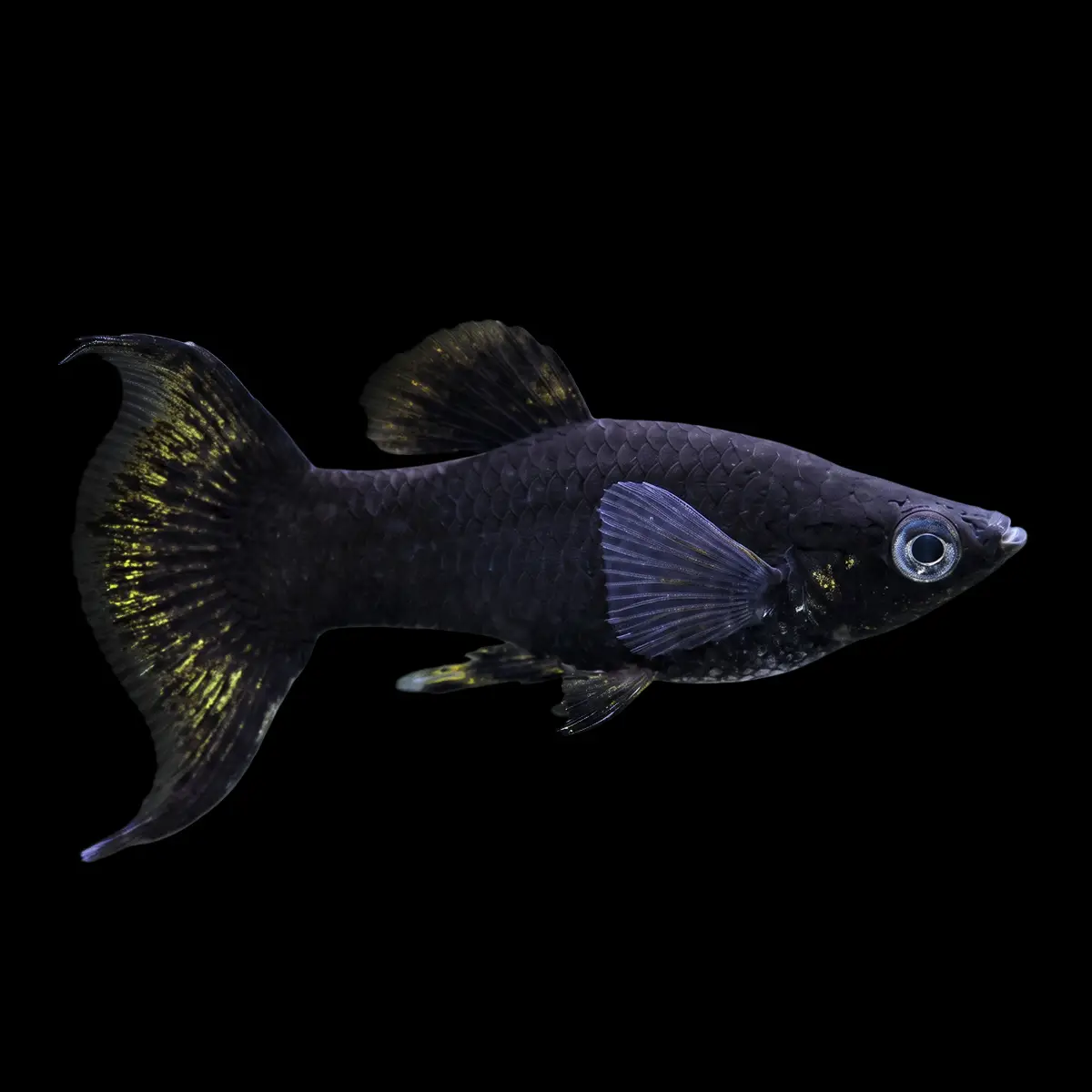 Molly Lyra Negro | Poecilia sphenops nascapers.es