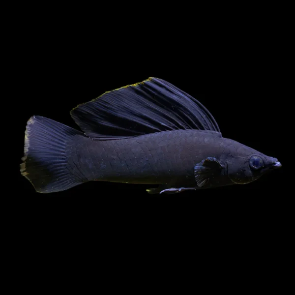 Molly Vellifera Negro | Poecilia velifera nascapers.es