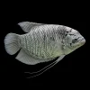 Gourami Gigante Labios de Goma nascapers