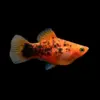 Platy Coral Leopardo | Xiphophorus maculatus nascapers.es