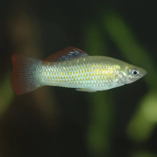 Poecilia Salvatoris