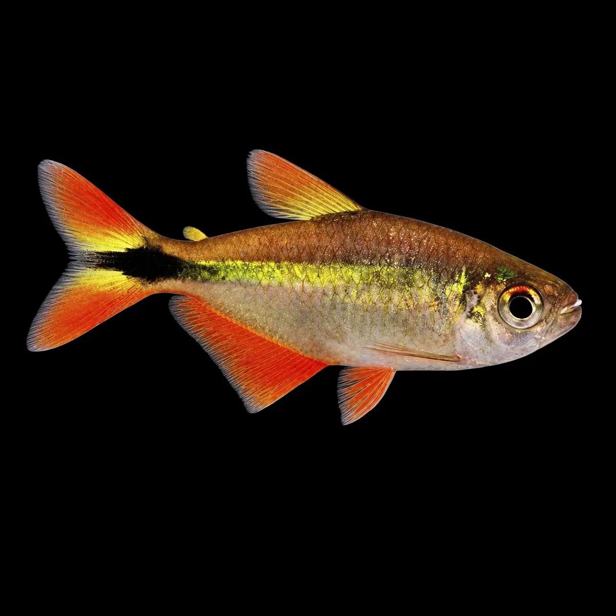 Tetra Buenos Aires | Hemigrammus caudovittatus nascapers.es