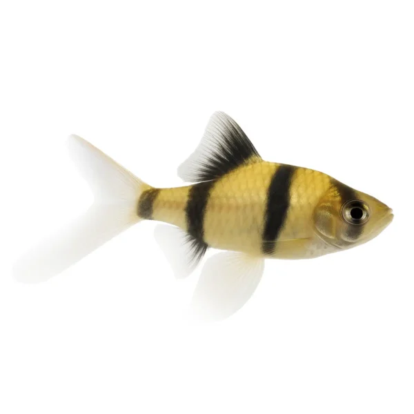 Barbo Tetrazona de Velo