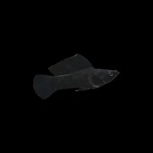 Molly Vellifera Negro | Poecilia velifera