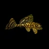 plecostomus marmol naranja leopardo