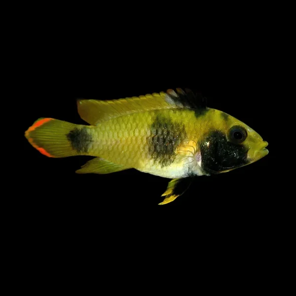 Apistograma Nijseni | Apistograma Nijseni PAREJA nascapers.es