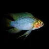 Apistogramma Sp Opal