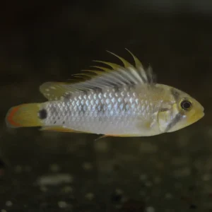 Apistogramma baenschi