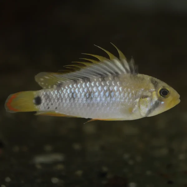 Apistogramma baenschi