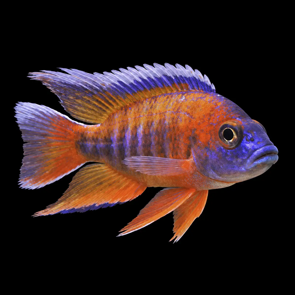 Aulonocara jacobfreibergi nascapers.es