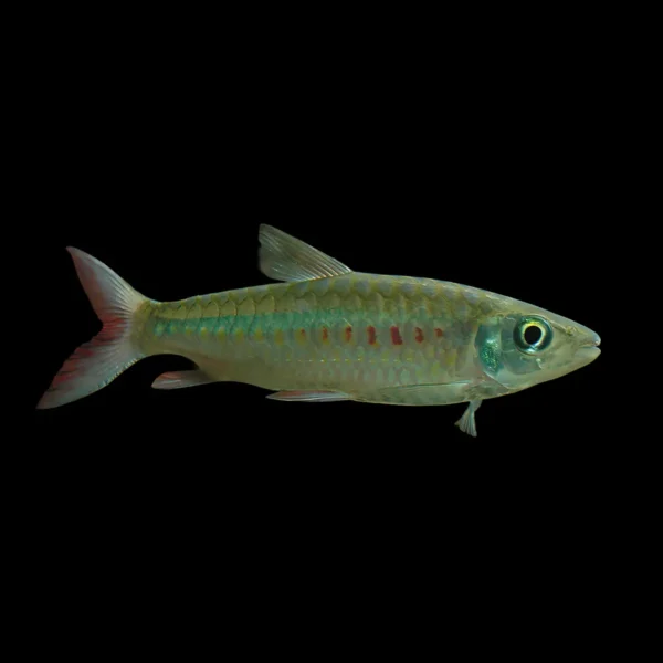 Chalceus de cola rosa | Chalceus macrolepidotus nascapers.es