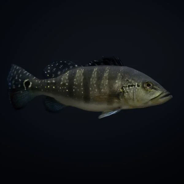 Cichla kelberi