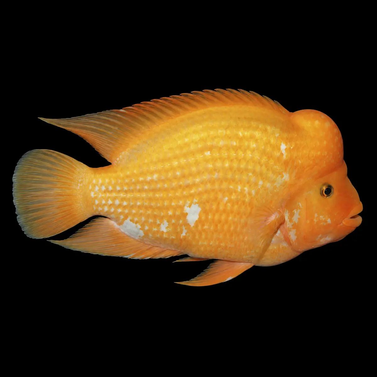 Cíclido Midas | Cichlasoma citrinellum nascapers.es