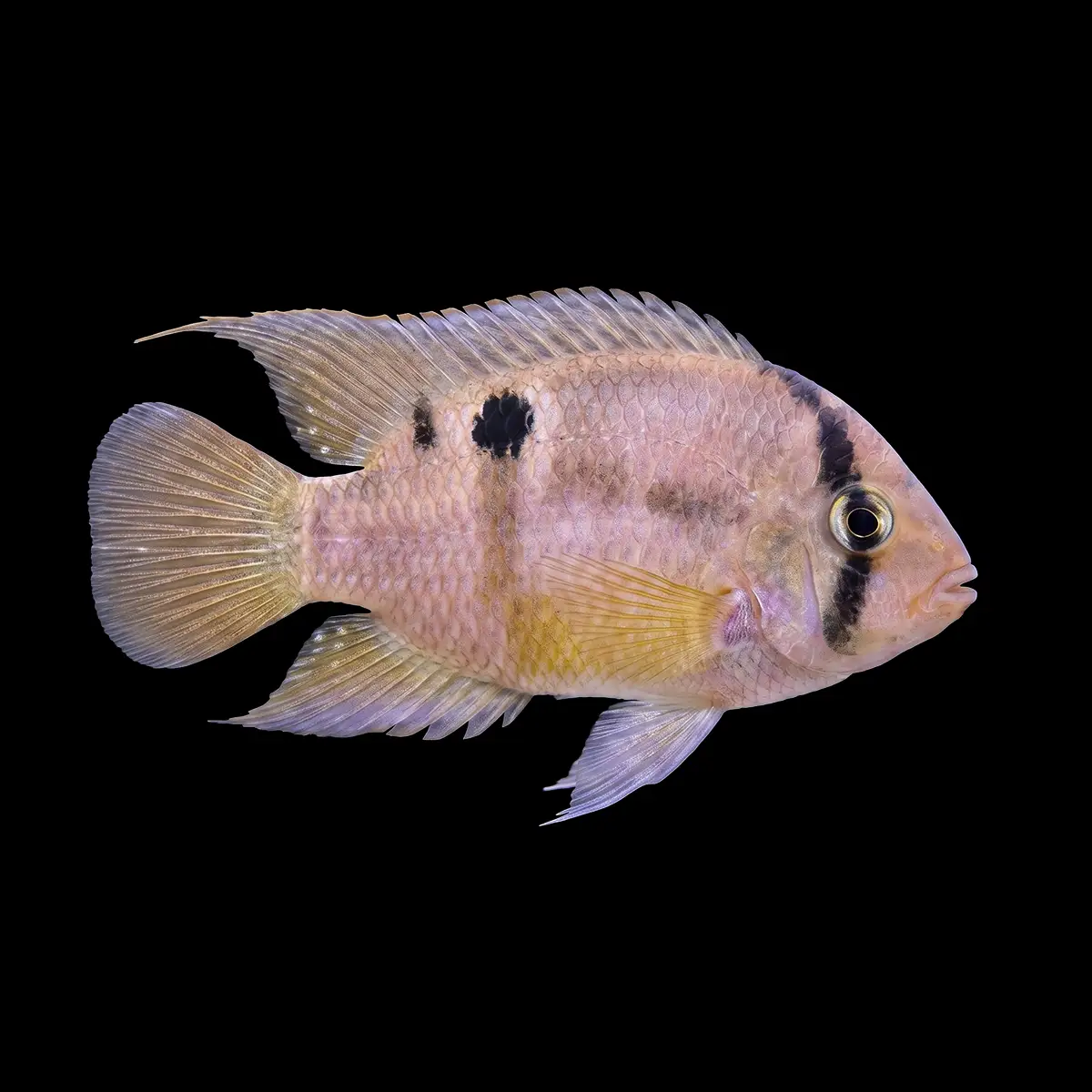 Cíclido Ojo de Cerradura | Aequidens maronii nascapers.es