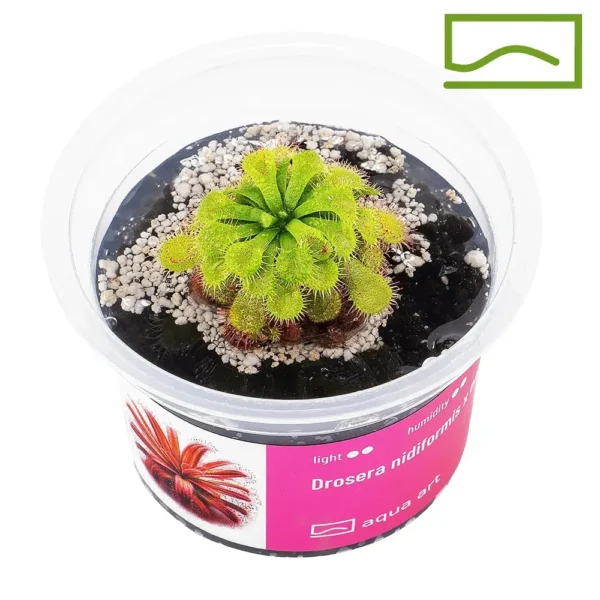 Drosera Nidiformis X Natalensis