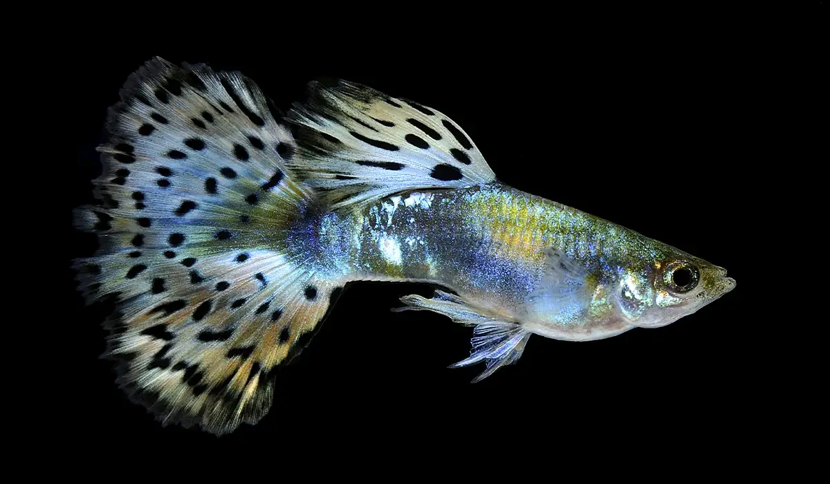 Aclimatación de los peces en el acuario
