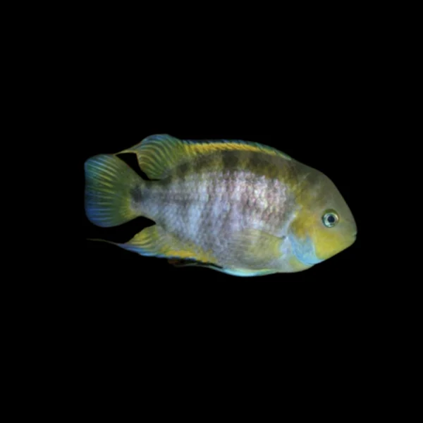 Ciclido sajica