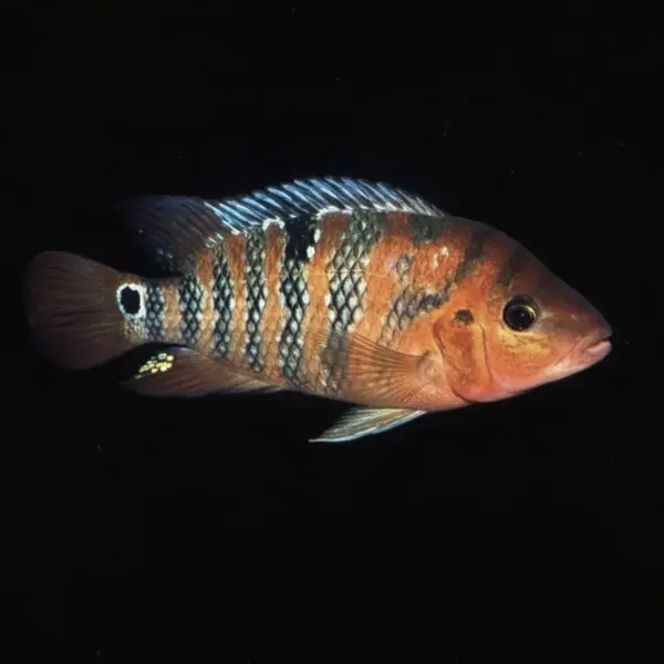 Ciclido Terror Rojo nascapers.es