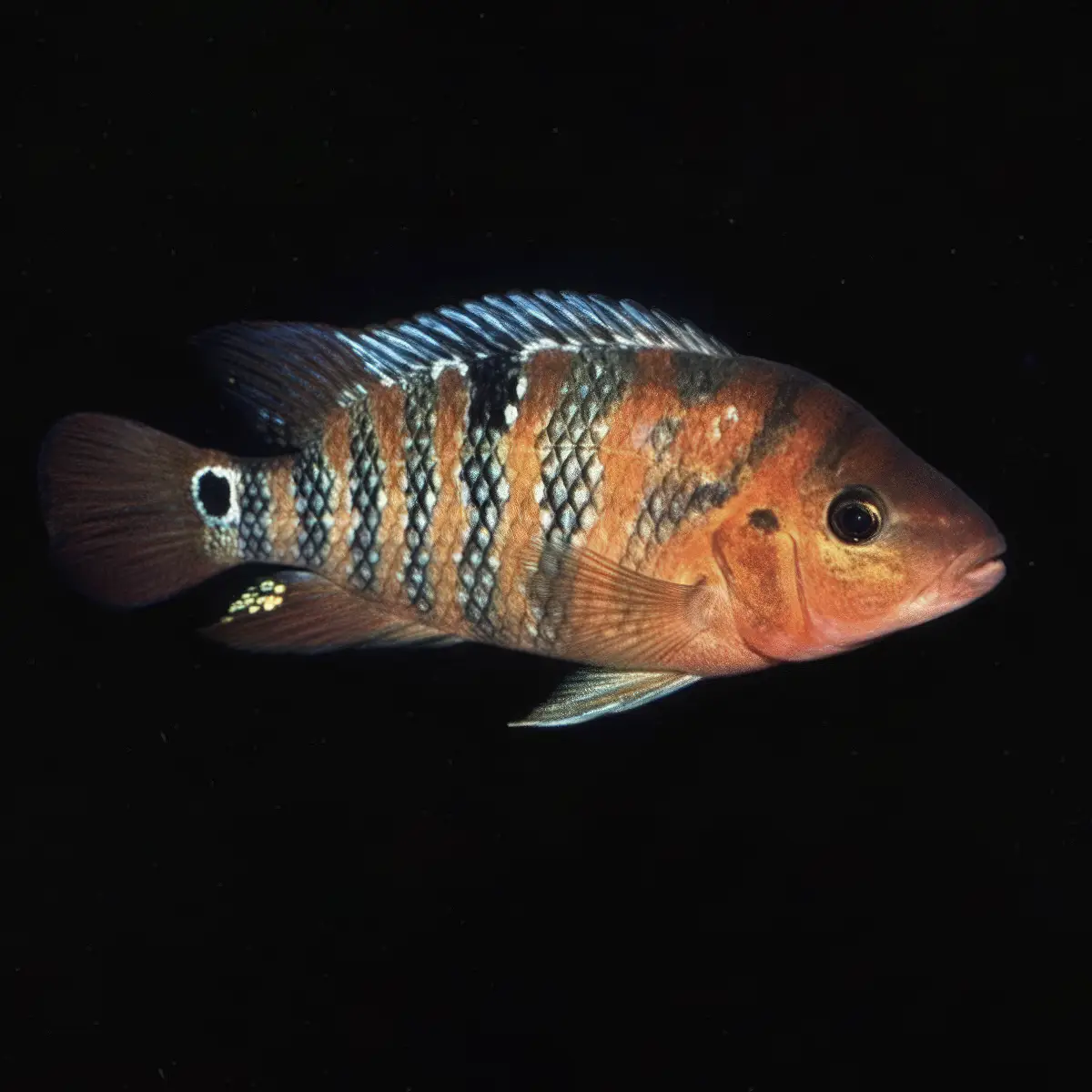 Ciclido Terror Rojo nascapers.es